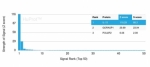 SDS-PAGE analysis of purified, BSA-free IL15 antibody (IL15/4354) as confirmation of integrity and purity.