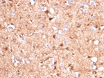 IHC staining of FFPE human cerebellum tissue with S100B antibody (clone S100B/4140). HIER: boil tissue sections in pH 9 10mM Tris with 1mM EDTA for 20 min and allow to cool before testing.