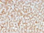 IHC staining of FFPE human liver tissue with Haptoglobin antibody (clone HP/3835) at 2ug/ml. HIER: boil tissue sections in pH 9 10mM Tris with 1mM EDTA for 20 min and allow to cool before testing.