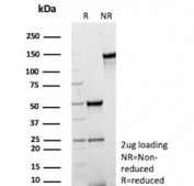 SDS-PAGE analysis of purified, BSA-free MERTK antibody (clone MERTK/3024) as confirmation of integrity and purity.