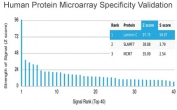 Analysis of HuProt(TM) microarray containing more than 19,000 full-length human proteins using Laminin gamma 1 antibody (clone LAMC1/3162). These results demonstrate the foremost specificity of the LAMC1/3162 mAb. Z- and S- score: The Z-score represents the strength of a signal that an antibody (in combination with a fluorescently-tagged anti-IgG secondary Ab) produces when binding to a particular protein on the HuProt(TM) array. Z-scores are described in units of standard deviations (SD's) above the mean value of all signals generated on that array. If the targets on the HuProt(TM) are arranged in descending order of the Z-score, the S-score is the difference (also in units of SD's) between the Z-scores. The S-score therefore represents the relative target specificity of an Ab to its intended target.