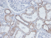 IHC staining of endogenous biotin in FFPE human kidney tissue with Biotin antibody (clone BTN399). HIER: boil tissue sections in pH 9 10mM Tris with 1mM EDTA for 20 min and allow to cool before testing.