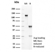 SDS-PAGE analysis of purified, BSA-free Muellerian Inhibiting Factor antibody (clone AMH/6713R) as confirmation of integrity and purity.