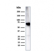 Western blot analysis of human liver tissue lysate using Albumin antibody (clone rALB/6414). Predicted molecular weight ~69 kDa.