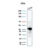 Western blot testing of human liver tissue lysate using Glutamine Synthetase antibody (clone GLUL/6600). Predicted molecular weight ~42 kDa.