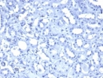 Negative control: IHC staining of FFPE human kidney tissue PBS instead of primary antibody. HIER: boil tissue sections in pH 9 10mM Tris with 1mM EDTA for 20 min and allow to cool before testing.