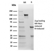 SDS-PAGE analysis of purified, BSA-free TIMP2 antibody (clone TIMP2/4477) as confirmation of integrity and purity.