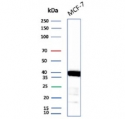 Western blot testing of human MCF7 cell lysate with recombinant EpCAM antibody. Expected molecular weight: ~35 kDa (unmodified), 40-43 kDa (glycosylated).