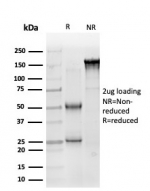 SDS-PAGE analysis of purified, BSA-free SOX10 antibody (clone PCRP-SOX10-1D8) as confirmation of integrity and purity.