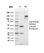 SDS-PAGE analysis of purified, BSA-free recombinant PU.1 antibody (clone rPU1/2146) as confirmation of integrity and purity.