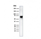 Western blot analysis of human liver tissue lysate using recombinant ALB antibody (clone rALB/6410). Predicted molecular weight ~69 kDa.