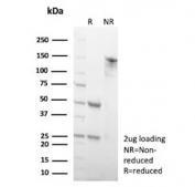 SDS-PAGE analysis of purified, BSA-free WIPI2 antibody (clone 2A2) as confirmation of integrity and purity.