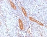 SDS-PAGE analysis of purified, BSA-free COX2 antibody (COX2/2377) as confirmation of integrity and purity.