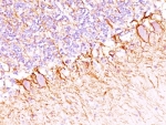 IHC: Formalin-fixed, paraffin-embedded human cerebellum stained with anti-NF-H antibody (SPM203).