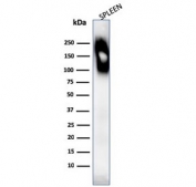 Western blot testing of human spleen lysate with CD45RB antibody (clone SPM569).