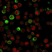 Immunofluorescent staining of human Raji cells with anti-CD74 antibody (clone SPM523, green) and Reddot nuclear stain (red).