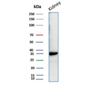 Western blot testing of human kidney tissue lysate with recombinant Napsin A antibody. Expected molecular weight: 38-45 kDa.