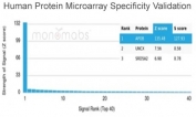 Analysis of HuProt(TM) microarray containing more than 19,000 full-length human proteins using Apolipoprotein B antibody (clone APOB/4335). These results demonstrate the foremost specificity of the APOB/4335 mAb. Z- and S- score: The Z-score represents the strength of a signal that an antibody (in combination with a fluorescently-tagged anti-IgG secondary Ab) produces when binding to a particular protein on the HuProt(TM) array. Z-scores are described in units of standard deviations (SD's) above the mean value of all signals generated on that array. If the targets on the HuProt(TM) are arranged in descending order of the Z-score, the S-score is the difference (also in units of SD's) between the Z-scores. The S-score therefore represents the relative target specificity of an Ab to its intended target.