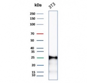 Western blot testing of mouse NIH 3T3 cell lysate with recombinant p27Kip1 antibody.