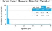 Analysis of HuProt(TM) microarray containing more than 19,000 full-length human proteins using Leptin Receptor antibody (clone LEPR/4301). These results demonstrate the foremost specificity of the LEPR/4301 mAb. Z- and S- score: The Z-score represents the strength of a signal that an antibody (in combination with a fluorescently-tagged anti-IgG secondary Ab) produces when binding to a particular protein on the HuProt(TM) array. Z-scores are described in units of standard deviations (SD's) above the mean value of all signals generated on that array. If the targets on the HuProt(TM) are arranged in descending order of the Z-score, the S-score is the difference (also in units of SD's) between the Z-scores. The S-score therefore represents the relative target specificity of an Ab to its intended target.