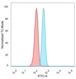 FACS staining of PFA-fixed human HeLa cells with Th-Pok antibody (blue, clone PCRP-ZBTB7B-1B6), and unstained cells (red).