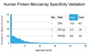 Analysis of HuProt(TM) microarray containing more than 19,000 full-length human proteins using ZFP64 antibody (clone PCRP-ZFP64-1H2). These results demonstrate the foremost specificity of the PCRP-ZFP64-1H2 mAb. Z- and S- score: The Z-score represents the strength of a signal that an antibody (in combination with a fluorescently-tagged anti-IgG secondary Ab) produces when binding to a particular protein on the HuProt(TM) array. Z-scores are described in units of standard deviations (SD's) above the mean value of all signals generated on that array. If the targets on the HuProt(TM) are arranged in descending order of the Z-score, the S-score is the difference (also in units of SD's) between the Z-scores. The S-score therefore represents the relative target specificity of an Ab to its intended target.