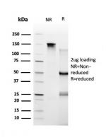 SDS-PAGE analysis of purified, BSA-free TARBP2 antibody (clone PCRP-TARBP2-1E5) as confirmation of integrity and purity.