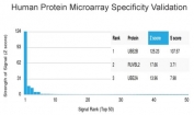 Analysis of HuProt(TM) microarray containing more than 19,000 full-length human proteins using UBE2B antibody (clone PCRP-UBE2B-1C7). These results demonstrate the foremost specificity of the PCRP-UBE2B-1C7 mAb. Z- and S- score: The Z-score represents the strength of a signal that an antibody (in combination with a fluorescently-tagged anti-IgG secondary Ab) produces when binding to a particular protein on the HuProt(TM) array. Z-scores are described in units of standard deviations (SD's) above the mean value of all signals generated on that array. If the targets on the HuProt(TM) are arranged in descending order of the Z-score, the S-score is the difference (also in units of SD's) between the Z-scores. The S-score therefore represents the relative target specificity of an Ab to its intended target.
