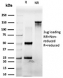 SDS-PAGE analysis of purified, BSA-free Pancreas/duodenum homeobox protein 1 antibody (clone PCRP-PDX1-2C11) as confirmation of integrity and purity.