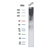Western blot testing of human T-47D cell lysate with recombinant Mucin-1 antibody (clone MUC1/4416R). This glycoprotein is commonly visualized between 120~500 kDa.