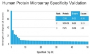 Analysis of HuProt(TM) microarray containing more than 19,000 full-length human proteins using CD48 antibody (clone CD48/4785). These results demonstrate the foremost specificity of the CD48/4785 mAb. Z- and S- score: The Z-score represents the strength of a signal that an antibody (in combination with a fluorescently-tagged anti-IgG secondary Ab) produces when binding to a particular protein on the HuProt(TM) array. Z-scores are described in units of standard deviations (SD's) above the mean value of all signals generated on that array. If the targets on the HuProt(TM) are arranged in descending order of the Z-score, the S-score is the difference (also in units of SD's) between the Z-scores. The S-score therefore represents the relative target specificity of an Ab to its intended target.