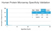 Analysis of HuProt(TM) microarray containing more than 19,000 full-length human proteins using CLU antibody (clone CLU/4727). These results demonstrate the foremost specificity of the CLU/4727 mAb. Z- and S- score: The Z-score represents the strength of a signal that an antibody (in combination with a fluorescently-tagged anti-IgG secondary Ab) produces when binding to a particular protein on the HuProt(TM) array. Z-scores are described in units of standard deviations (SD's) above the mean value of all signals generated on that array. If the targets on the HuProt(TM) are arranged in descending order of the Z-score, the S-score is the difference (also in units of SD's) between the Z-scores. The S-score therefore represents the relative target specificity of an Ab to its intended target.