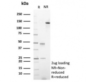 SDS-PAGE analysis of purified, BSA-free Anti-Muellerian Hormone antibody (clone AMH/300) as confirmation of integrity and purity.