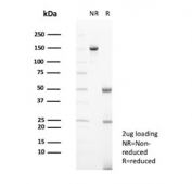 SDS-PAGE analysis of purified, BSA-free Biotin antibody (clone BTN/403) as confirmation of integrity and purity.