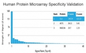 Analysis of HuProt(TM) microarray containing more than 19,000 full-length human proteins using APO-J antibody (clone CLU/4723). These results demonstrate the foremost specificity of the CLU/4723 mAb. Z- and S- score: The Z-score represents the strength of a signal that an antibody (in combination with a fluorescently-tagged anti-IgG secondary Ab) produces when binding to a particular protein on the HuProt(TM) array. Z-scores are described in units of standard deviations (SD's) above the mean value of all signals generated on that array. If the targets on the HuProt(TM) are arranged in descending order of the Z-score, the S-score is the difference (also in units of SD's) between the Z-scores. The S-score therefore represents the relative target specificity of an Ab to its intended target.