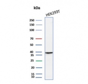 Western blot testing of human HEK293 cell lysate with AKR1B1 antibody (clone rAKR1B1/7295). Predicted molecular weight ~36 kDa.