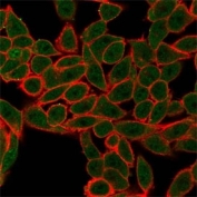 Immunofluorescent staining of PFA-fixed human HeLa cells. Cytoplasmic P-bodies and nucleoplasm show staining with AGO3 antibody (green, clone PCRP-AGO3-1C5), and phalloidin counterstain (red).
