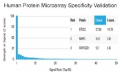 Analysis of HuProt(TM) microarray containing more than 19,000 full-length human proteins using AGO3 antibody (clone PCRP-AGO3-1C5). These results demonstrate the foremost specificity of the PCRP-AGO3-1C5 mAb. Z- and S- score: The Z-score represents the strength of a signal that an antibody (in combination with a fluorescently-tagged anti-IgG secondary Ab) produces when binding to a particular protein on the HuProt(TM) array. Z-scores are described in units of standard deviations (SD's) above the mean value of all signals generated on that array. If the targets on the HuProt(TM) are arranged in descending order of the Z-score, the S-score is the difference (also in units of SD's) between the Z-scores. The S-score therefore represents the relative target specificity of an Ab to its intended target.