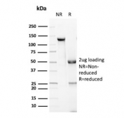SDS-PAGE analysis of purified, BSA-free recombinant GZMB antibody (clone rGZMB/6740) as confirmation of integrity and purity.