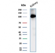 Western blot testing of human kidney tissue lysate with CD10 antibody. Routinely visualized at ~100 kDa.