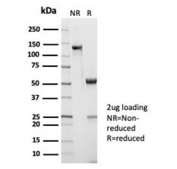 SDS-PAGE analysis of purified, BSA-free recombinant CD45RA antibody (clone PTPRC/7019R) as confirmation of integrity and purity.
