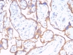 IHC staining of FFPE human placental tissue with recombinant CD59 antibody (clone rMACIF/7288). HIER: boil tissue sections in pH 9 10mM Tris with 1mM EDTA for 20 min and allow to cool before testing.