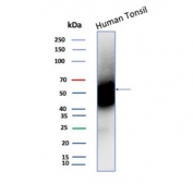 Western blot testing of human tonsil tissue lysate with CD27 antibody. Predicted molecular weight ~29 kDa but may be observed at higher molecular weights due to glycosylation.