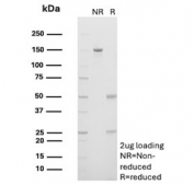 SDS-PAGE analysis of purified, BSA-free CD27 antibody (clone LPFS2/4178) as confirmation of integrity and purity.