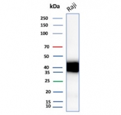 Western blot analysis of human Raji cell lysate using CD48 antibody (clone CD48/4787). Predicted molecular weight: 28-50 kDa depending on glycosylation level.