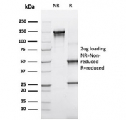 SDS-PAGE analysis of purified, BSA-free SERPINA3 antibody (clone SERPINA3/4190) as confirmation of integrity and purity.