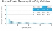 Analysis of HuProt(TM) microarray containing more than 19,000 full-length human proteins using Fetuin-A antibody (clone AHSG/3748). These results demonstrate the foremost specificity of the AHSG/3748 mAb. Z- and S- score: The Z-score represents the strength of a signal that an antibody (in combination with a fluorescently-tagged anti-IgG secondary Ab) produces when binding to a particular protein on the HuProt(TM) array. Z-scores are described in units of standard deviations (SD's) above the mean value of all signals generated on that array. If the targets on the HuProt(TM) are arranged in descending order of the Z-score, the S-score is the difference (also in units of SD's) between the Z-scores. The S-score therefore represents the relative target specificity of an Ab to its intended target.