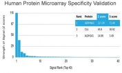 Analysis of HuProt(TM) microarray containing more than 19,000 full-length human proteins using Alpha-1-Antichymotrypsin antibody (clone SERPINA3/4187). These results demonstrate the foremost specificity of the SERPINA3/4187 mAb. Z- and S- score: The Z-score represents the strength of a signal that an antibody (in combination with a fluorescently-tagged anti-IgG secondary Ab) produces when binding to a particular protein on the HuProt(TM) array. Z-scores are described in units of standard deviations (SD's) above the mean value of all signals generated on that array. If the targets on the HuProt(TM) are arranged in descending order of the Z-score, the S-score is the difference (also in units of SD's) between the Z-scores. The S-score therefore represents the relative target specificity of an Ab to its intended target.