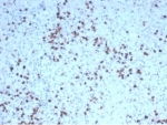 IHC staining of FFPE human spleen tissue with recombinant Granzyme B antibody (clone GZMB/4539R). HIER: boil tissue sections in pH 9 10mM Tris with 1mM EDTA for 20 min and allow to cool before testing.