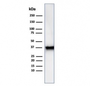 Western blot testing of human A549 cell lysate using ANXA1 antibody (clone rANXA1/6451). Predicted molecular weight ~36 kDa.